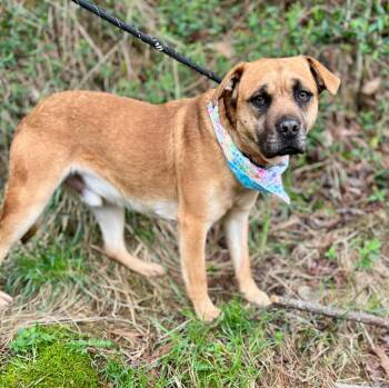 Tuff -  Mixed Breed Dog Available for Adoption in Ellijay, Georgia - Tuff | PetCurious