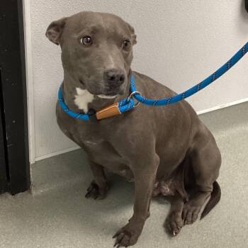 Pit Bull Terrier and Terrier Dogs Available for Adoption - Creek | PetCurious