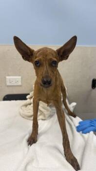 Moose -  German Pinscher and Mixed Breed Dog for Adoption in Honolulu, Hawaii - Moose | PetCurious