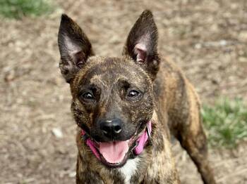 Chihuahua and Feist Dogs Available for Adoption - Mimi | PetCurious