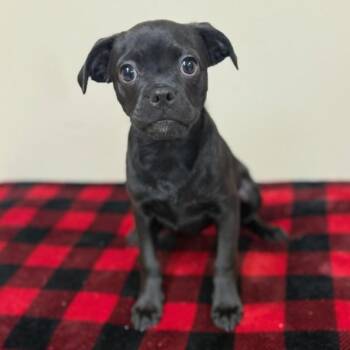 Zoey -  Pug and Australian Cattle Dog Blue Heeler Dog for Adoption in Greensburg, Pennsylvania - Zoey | PetCurious