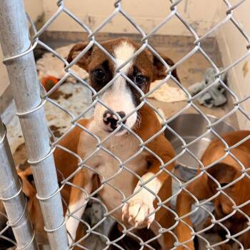 Michelle -  Pit Bull Terrier Dog for Adoption in Indianapolis, Indiana - Michelle | PetCurious