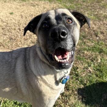 Rescue Anatolian Shepherd Dogs for Adoption - Remi | PetCurious