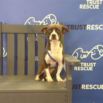 NELLIE -  Terrier and Mixed Breed Dog for Adoption in Waterford, New Jersey - NELLIE | PetCurious