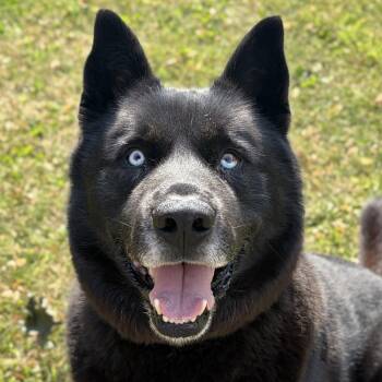 Dalven -  Husky Dog for Adoption in Jefferson, Wisconsin - Dalven | PetCurious