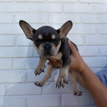 Juniper -  French Bulldog Dog for Adoption in Northbrook, Illinois - Juniper | PetCurious