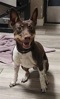 Rescue Chihuahua and Mixed Breed Dogs for Adoption in Redlands, California - NACHO | PetCurious