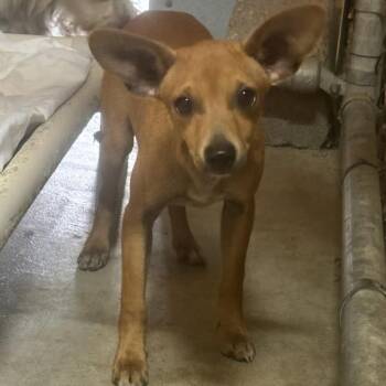 Trip and Triscuit — Tiny Guys Need Urgent Foster -  Chihuahua Dog for Adoption in Kirkland, Washington - Trip And Triscuit — Tiny Guys Need Urgent Foster | PetCurious