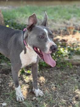 Rescue Pit Bull Terrier Dogs for Adoption in Ferndale, Washington - Dozer | PetCurious
