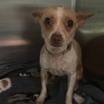 Bitty -  Mixed Breed Dog for Adoption in Gadsden, Alabama - Bitty | PetCurious