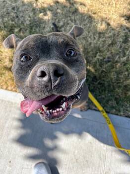Rescue American Bully Dogs for Adoption in East Orange, New Jersey - Briggs | PetCurious