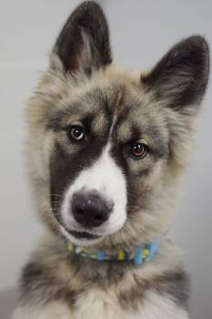 Fuji -  German Shepherd Dog and Siberian Husky Dog for Adoption in Pontiac, Michigan - Fuji | PetCurious