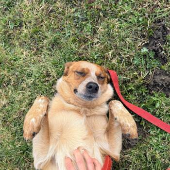 Cattle Dog Dogs Available for Adoption in Oriskany, New York - Jack | PetCurious