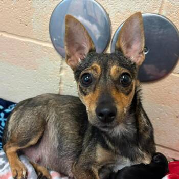 Caribbean -  Chihuahua Dog for Adoption in Park Row, Texas - Caribbean | PetCurious