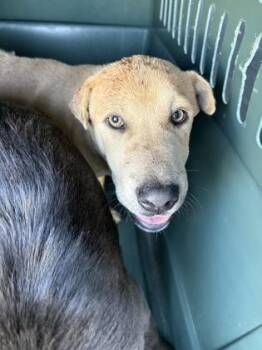 Toadstool -  Shar Pei and Mixed Breed Dog for Adoption in Fresno, California - Toadstool | PetCurious