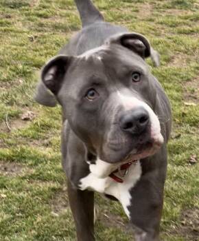 Shadow -  Pit Bull Terrier Dog for Adoption in Yonkers, New York - Shadow | PetCurious