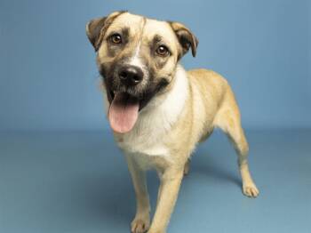 Australian Shepherd Dogs Available for Adoption in Phoenix, Arizona - PRADA | PetCurious