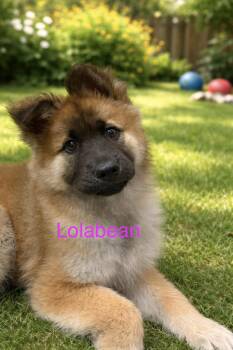 Chow Chow and Shepherd Dogs Available for Adoption in Union Beach, New Jersey - Lolabean | PetCurious