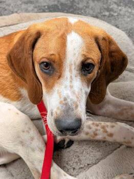 English Coonhound Dogs Available for Adoption - Jackson (GA) | PetCurious