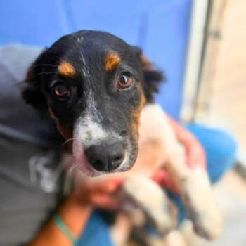 Chancy -  Mixed Breed Dog for Adoption in Erie, Pennsylvania - Chancy | PetCurious