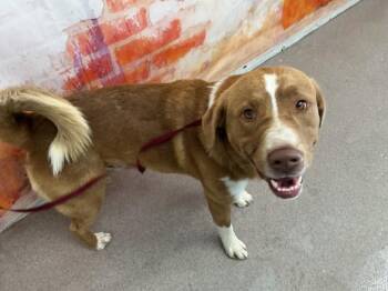 JACK JACK -  German Shepherd Dog and Mixed Breed Dog for Adoption in San Bernardino, California - JACK JACK | PetCurious