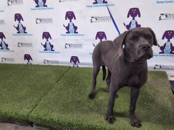 Labrador Retriever and Weimaraner Dogs Available for Adoption in Orlando, Florida - A594170 | PetCurious