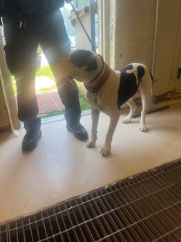 Buck -  American Bulldog Dog for Adoption in Mineral, Virginia - Buck | PetCurious