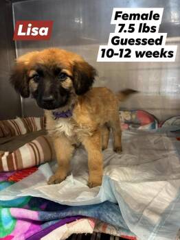 Terrier and Spaniel Dogs Available for Adoption in Lafayette, Colorado - Lisa | PetCurious