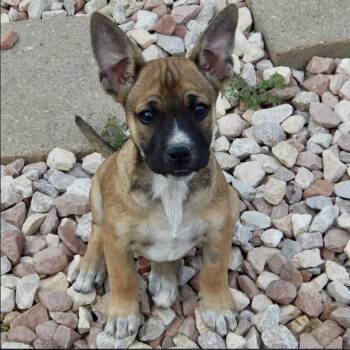 Naomi -  Pit Bull Terrier and German Shepherd Dog Dog for Adoption in Mead, Colorado - Naomi | PetCurious
