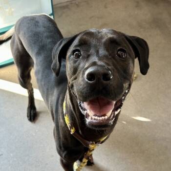 Rescue Labrador Retriever Dogs for Adoption in Des Moines, Iowa - Juniper | PetCurious