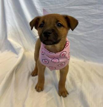 Mixed Breed Dogs Available for Adoption - Sabrina | PetCurious