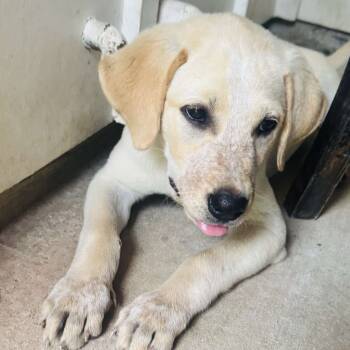 Rescue Yellow Labrador Retriever Dogs for Adoption in Baton Rouge, Louisiana - Elektra | PetCurious