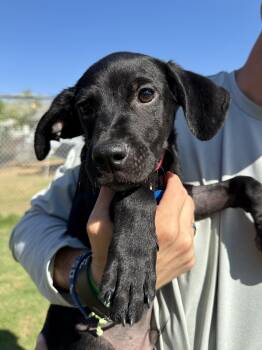 Rescue Terrier and Pug Dogs for Adoption in Peoria, Arizona - Louie | PetCurious