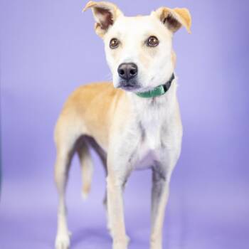 Sam -  Mixed Breed Dog for Adoption in Portland, Oregon - Sam | PetCurious