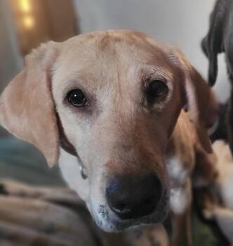Jasmine D12592 -  Yellow Labrador Retriever Dog for Adoption - Jasmine D12592 | PetCurious