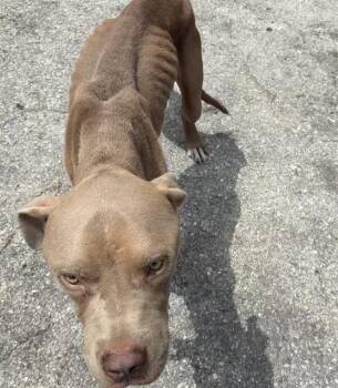 CHICO -  Mixed Breed Dog for Adoption in Palmetto, Florida - CHICO | PetCurious