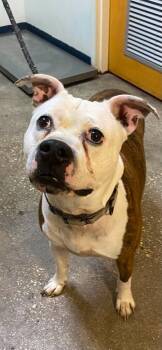 Chex -  Mixed Breed Dog for Adoption in Ocala, Florida - Chex | PetCurious