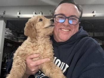 Goldendoodle Dogs Available for Adoption - Enzo | PetCurious