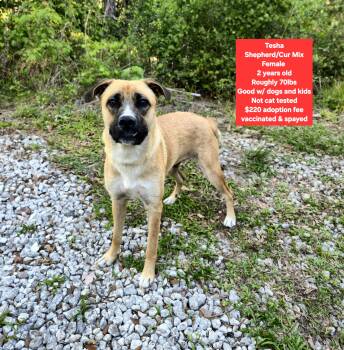 Shepherd and Black Mouth Cur Dogs Available for Adoption in Oviedo, Florida - Tesha | PetCurious