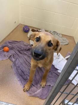 Janet -  German Shepherd Dog Dog for Adoption in Vancouver, Washington - Janet | PetCurious