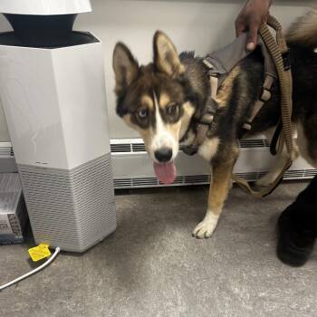 Puddle -  Husky Dog for Adoption in Philadelphia, Pennsylvania - Puddle | PetCurious