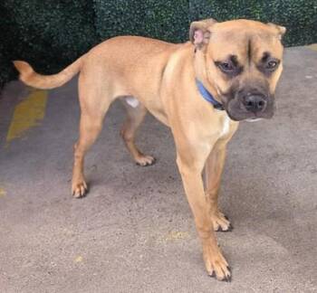 61553639 -  Shepherd and Mixed Breed Dog for Adoption in El Paso, Texas - 61553639 | PetCurious
