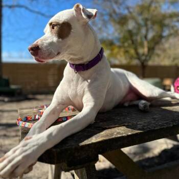 Rescue American Bulldog and Mixed Breed Dogs for Adoption in Middleburg, Florida - Bandit 16853 | PetCurious