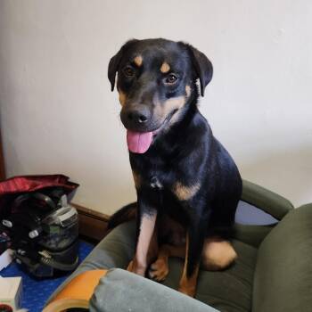 Shepherd Dogs Available for Adoption - Remy-FOSTERED IN THE NORTHEAST! | PetCurious