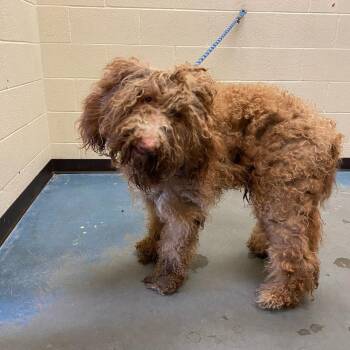 Mixed Breed Dogs Available for Adoption in Memphis, Tennessee - CASH | PetCurious