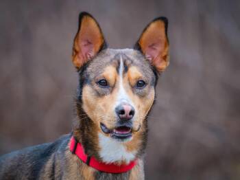 German Shepherd Dog Dogs Available for Adoption in Pointe-fortune, Quebec - Rustik | PetCurious