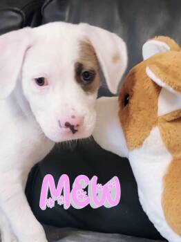 Mew -  Mixed Breed Dog for Adoption in Rock Hill, New York - Mew | PetCurious