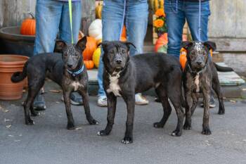 Rescue Labrador Retriever Dogs for Adoption in Santa Rosa, California - Ed | PetCurious