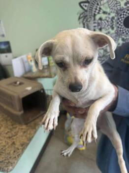 Chihuahua Dogs Available for Adoption in New Braunfels, Texas - Sirius Black (No Name White Male) | PetCurious