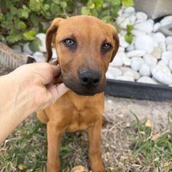 Redbone Coonhound and Labrador Retriever Dogs Available for Adoption - Dex | PetCurious